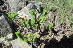 Crassula ericoides