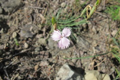 Dianthus micropetalus