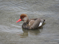 Red-Crested Pochard photo 4