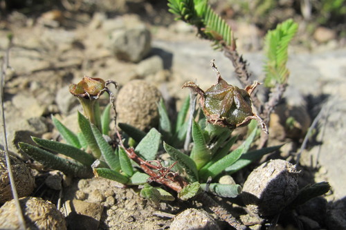 Bergeranthus vespertinus, photograph 6