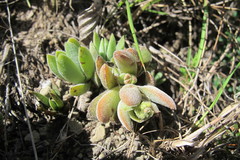 Crassula lanuginosa
