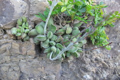 Adromischus cristatus