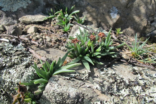 Bergeranthus vespertinus, photograph 4