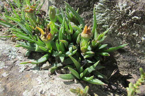 Bergeranthus vespertinus, photograph 3
