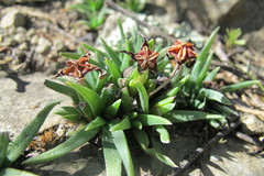 Bergeranthus vespertinus