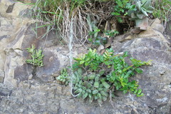 Adromischus cristatus