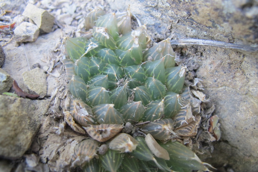 Haworthia bolusii, Glen Avon, Boschberg