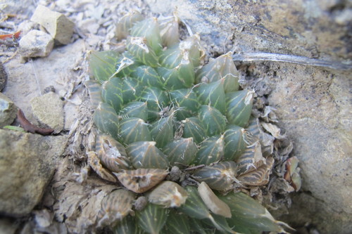 Haworthia bolusii
