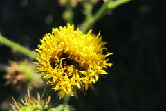 Berkheya carduoides