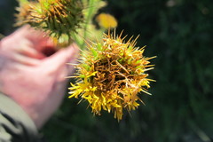 Berkheya carduoides