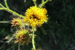 Berkheya carduoides
