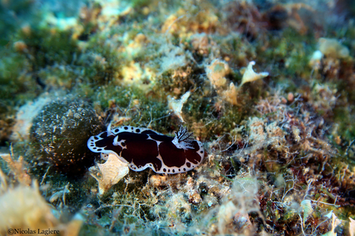 Photo of Dalmatian doris (Discodoris atromaculata)