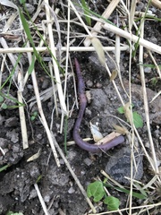 Annelida