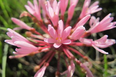 Haemanthus carneus