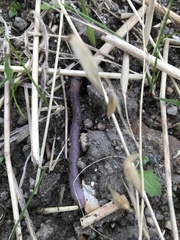 Annelida