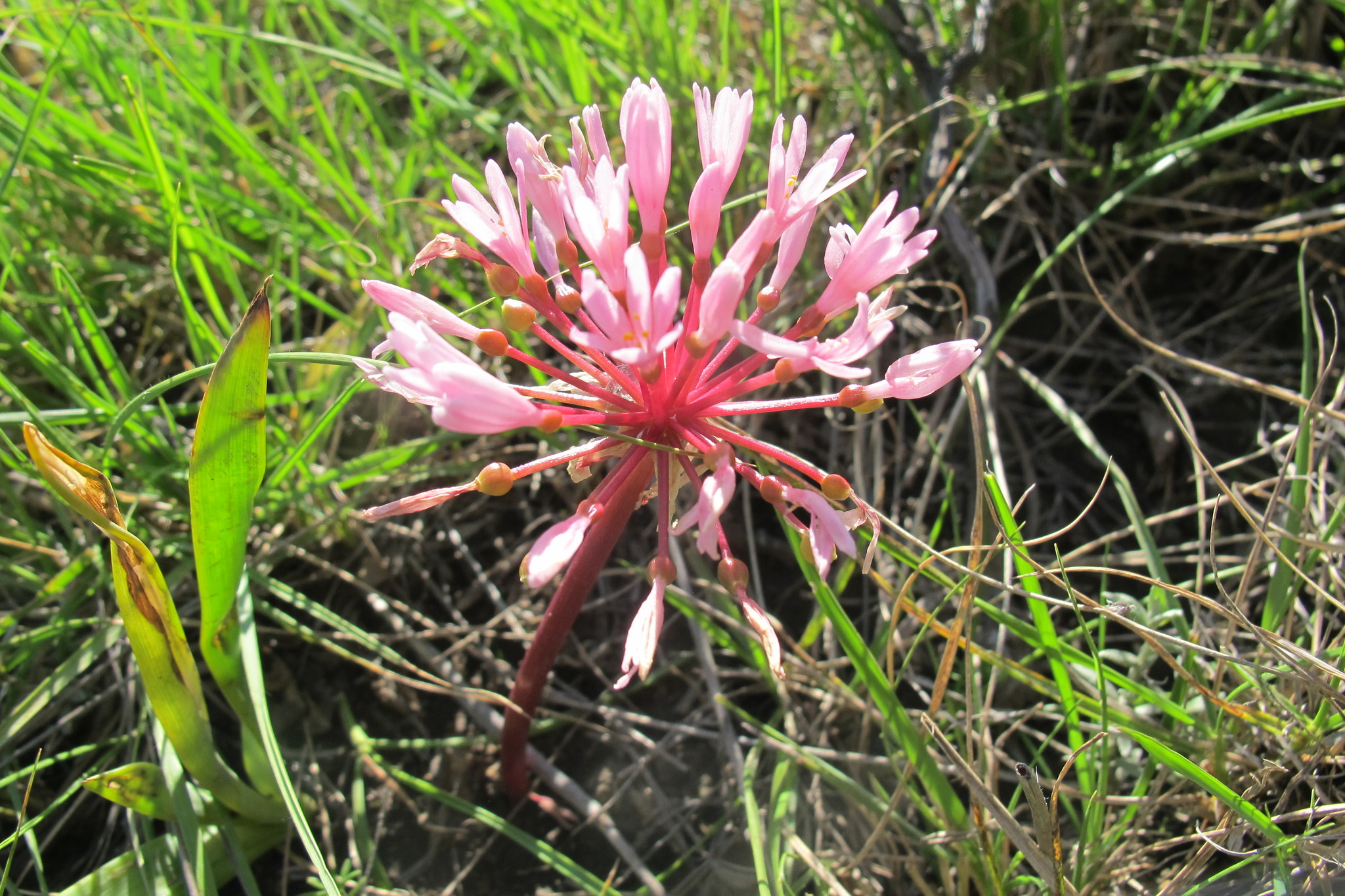 Lax Bloodlily (Haemanthus carneus)