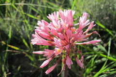 Haemanthus carneus