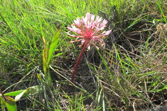 Haemanthus carneus