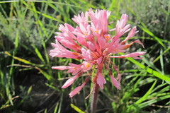 Haemanthus carneus