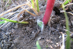 Haemanthus carneus