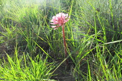 Haemanthus carneus