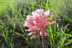 Haemanthus carneus