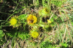 Berkheya carduoides