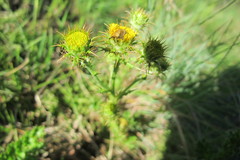Berkheya carduoides