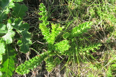 Berkheya carduoides