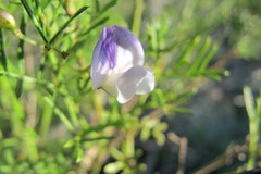 Psoralea glabra