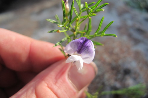 Image of Psoralea glabra by (c) James Deacon, some rights reserved (CC BY-SA)