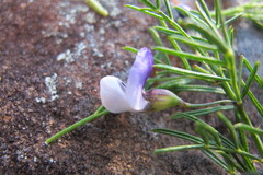 Psoralea glabra