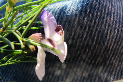 Image of Psoralea glabra by (c) James Deacon, some rights reserved (CC BY-SA)