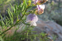 Psoralea glabra