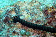 Synaptula reciprocans