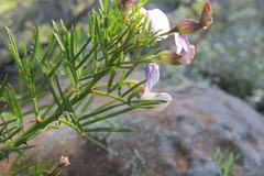 Psoralea glabra