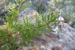 Psoralea glabra