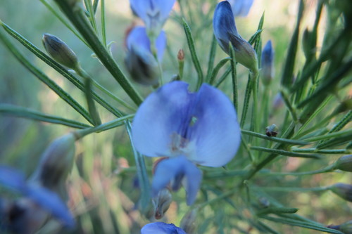 Image of Psoralea glabra by (c) James Deacon, some rights reserved (CC BY-SA)