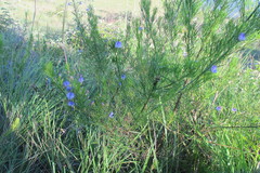 Psoralea glabra