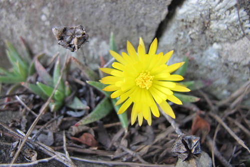 Bergeranthus vespertinus