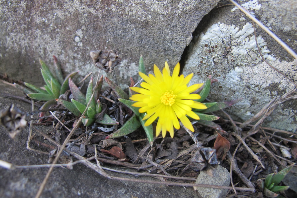 Bergeranthus nanus