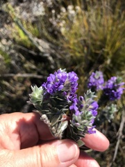 Amphithalea imbricata