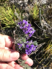 Amphithalea imbricata