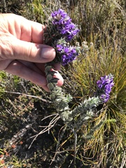 Amphithalea imbricata