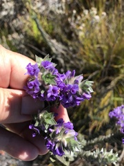 Amphithalea imbricata