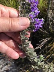 Amphithalea imbricata