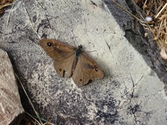 Lasiommata menava