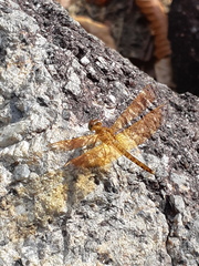 Neurothemis fluctuans