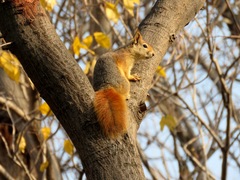 Sciurus anomalus