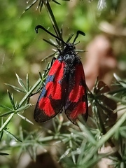Zygaena graslini